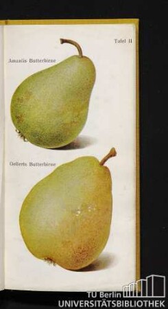 Tafel II. Amanlis Butterbirne und Gellerts Butterbirne
