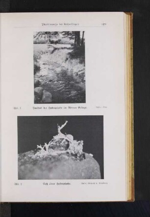 Abb. 1 Fundort der Hydropsyche im Rönner Gehege. Aufn.: Otto