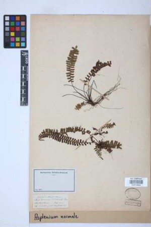 Asplenium normale