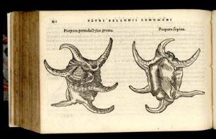 Purpura pentadactylus prona. - Purpura supina