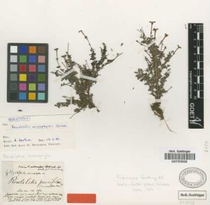 Rondeletia microphylla Griseb.