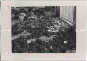 Hamburg, Internationale Gartenausstellung (IGA) 1973, Erste Hallenschau