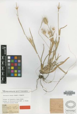 Gymnotrix ramosa Hochst. [isotype]