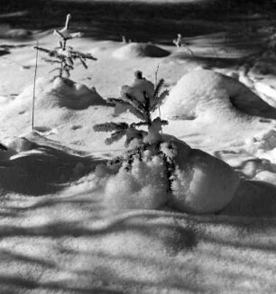 Winterlandschaft