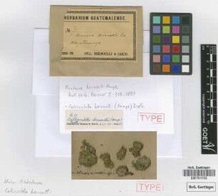 Hookeria bernoullii Hampe [type]