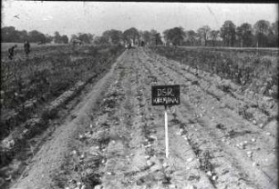 Arbeitsbild des Kuxmann-Doppel-Siebradroders (DSR) auf Sandboden mit trockenem, stehenden Kraut