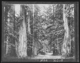 Santa Rosa. Redwood Grove, near Santa Rosa, Cal.