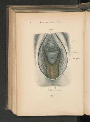 Fig. 404. M. levator ani und Sphincter ani externus.
