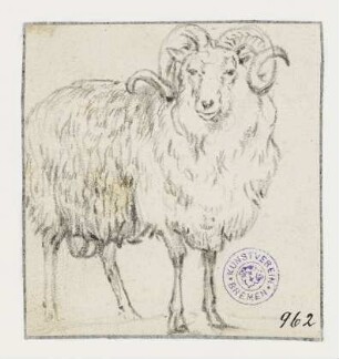 Widder