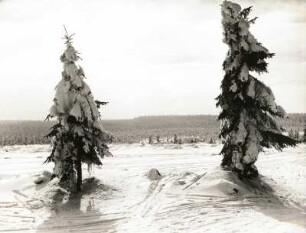 Kammhochfläche mit schneebehangenen Fichten am Georgenfelder Hochwald