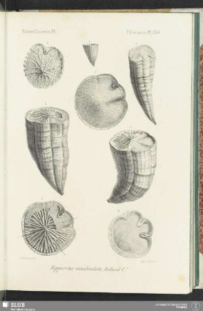 Pl. 530