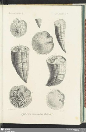 Pl. 530