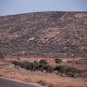 Chios Süd, Mastixbaumkulturen vor Pyrgi