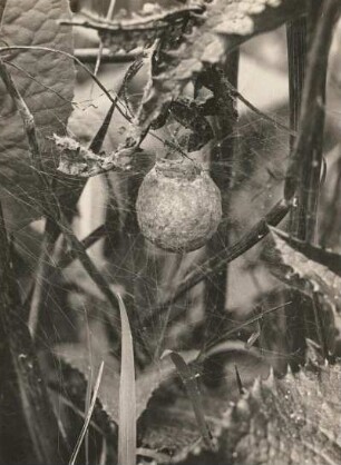 Radspinne (Argiope brünnichi Scop.). Kokon