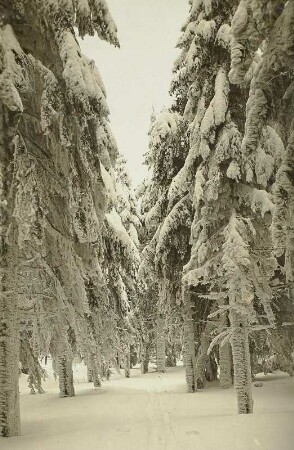 Winter im Erzgebirge. Rauhfrostbehangene Fichten am Kleinen Lugstein