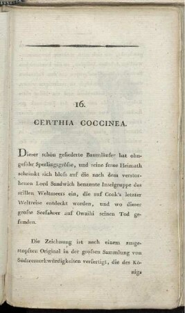 16. Certhia Coccinea.
