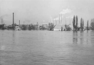 Hochwasser 1955 im Rhein, Petersau bei Frankenthal