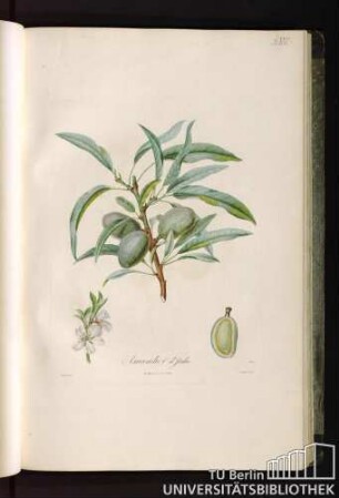 Pl. VIII. Amandier d'Italie.