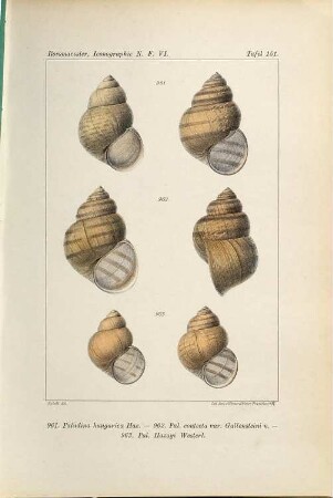 Iconographie der Land- und Süsswasser-Mollusken : mit vorzügl. Berücksichtigung d. europäischen noch nicht abgebildeten Arten. Tafelbd., NF, 6. 1892