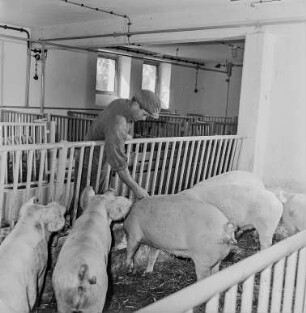 Rep. Kaschwitz : Kaschwitz. Schweinestall
