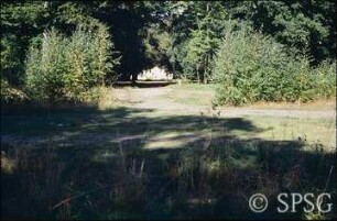 Potsdam, Park Sacrow, Birkenjungwuchs aus Forst-Rindenmulch unweit der Römischen Bank.
