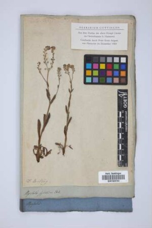 Myosotis sylvatica Ehrh.
