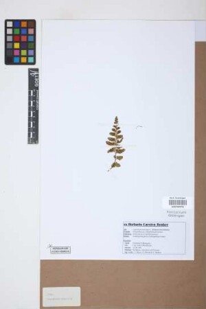Asplenium marinum
