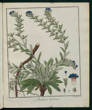30r, Anchusa tinctoria