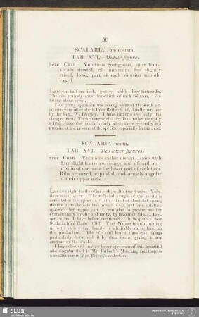 Scalaria acuta. Tab. XVI. - Two lower figures