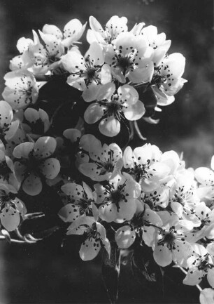 Birnbaum, Blütenzweig - Pyrus sativa