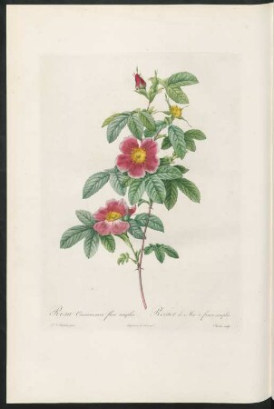 Rosa Cinnamomea flore simplici. Rosier de Mai à fleurs simples. Charlin sculp.