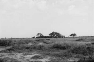 Pampa : Blick über eine ebene Graslandschaft