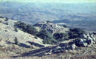 Zedern auf dsch. Baruk [Gebel baruk] 1800 m