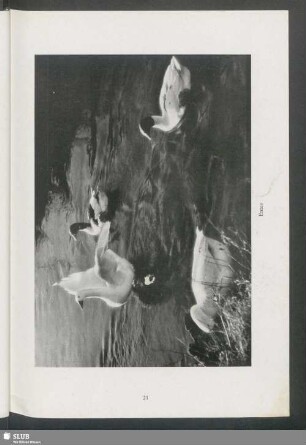 Enten