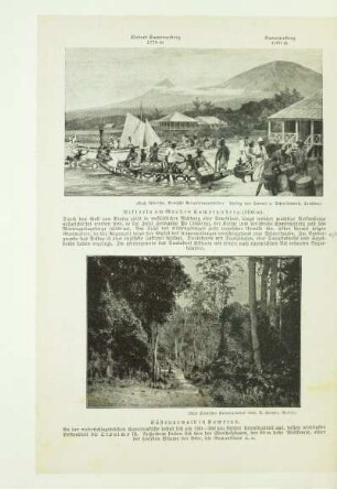 Küstenurwald in Kamerun