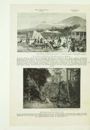 Küstenurwald in Kamerun