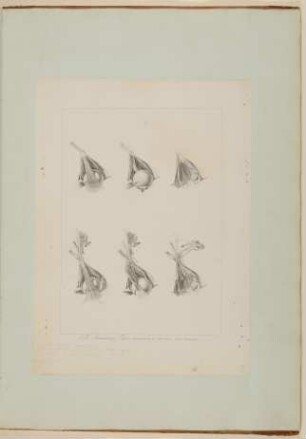 Augenhöhlen, sowie Muskeln und Nerven des Augapfels [Vorzeichnung zu Samuel Thomas Soemmerring, Abbildungen des menschlichen Auges, Frankfurt am Main 1801, Tafel III ("schattierte" Darstellung)]