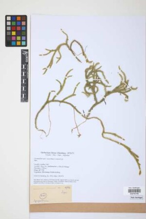 Lycopodium