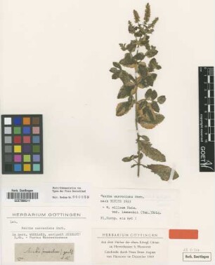 Mentha villosa Huds. var. (Ten.) Briq. lamarckii