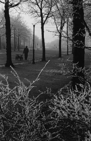 Raureif im Johannapark, im Hintergrund ein Passant