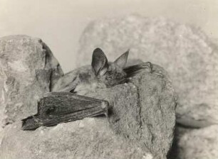 Großes Mausohr (Riesenfledermaus, Myotis myotis BORKH.), aus ihrem Versteck kommend