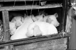 Biberach: Schweinemarkt, Schweine im Transportwagen