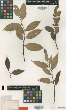 Diospyros attenuata Thwaites [type]