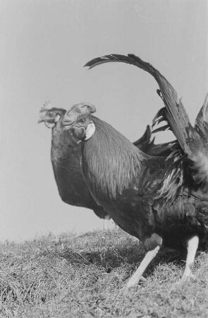 Ein Hahn und ein Huhn auf einer Wiese