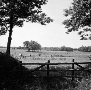 Landwirtschaft: Moorwiesen in der Feldmark Richtung Hansdorfer Brook: hinten links Rinderherde: vorn Holzgatter: rechts und links Bäume