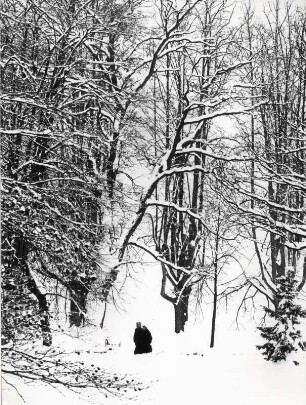 Waldspaziergang