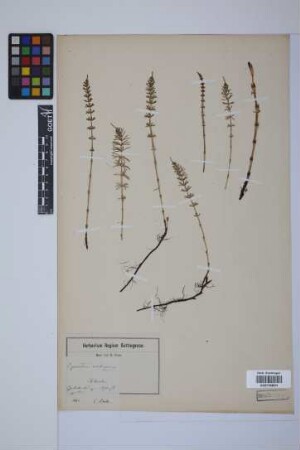 Equisetum pratense Ehrh.