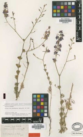 Delphinium glandulosum Boiss. & A.Huet var. Boiss. leiostemon[syntype]