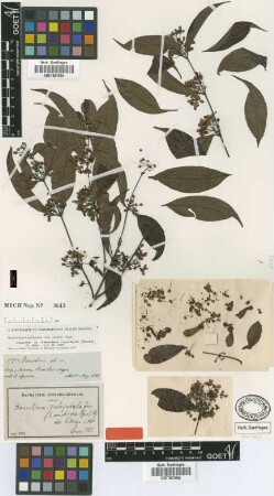 Banisteria pubipetala (A.Juss.) Cuatr. f. constricta (Griseb.) Nied.[type]