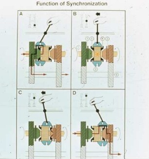 Function of Synchronization